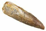 Juvenile Fossil Spinosaurus Tooth - Real Dinosaur Tooth #345866-1